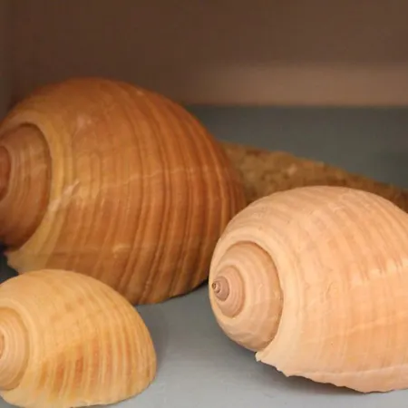 Tsigonias Traditional